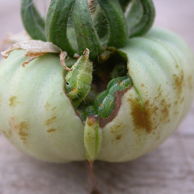 Eine Raupe des Baumwollkapselwurmes in einer grünen Tomate