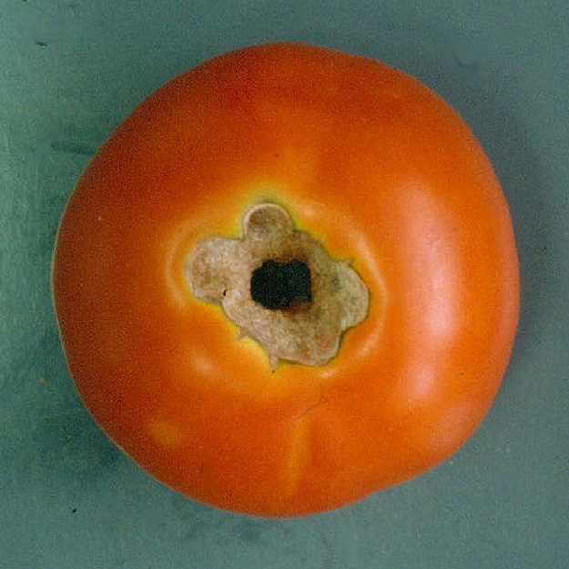 Reife Tomate mit großem Fraßloch, das von einem braunem Rand umgeben ist