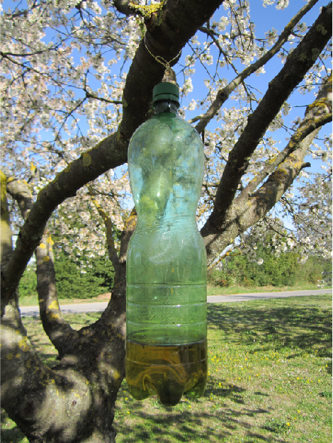 Eine grüne 1,5 Liter Plastikflasche mit kleinen Öffnungen im oberen Bereich, die mit einer Lockflüssigkeit (300 ml) gefüllt ist und als Kirschessigfliegen-Falle dient