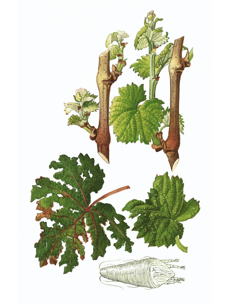 Schadbild der Kräuselmilbe, Abbildung zeigt den weißen Körper einer Kräuselmilbe sowie gekräuselte Blätter und verkürzte Internodien