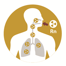 Radon propagation in the lungs