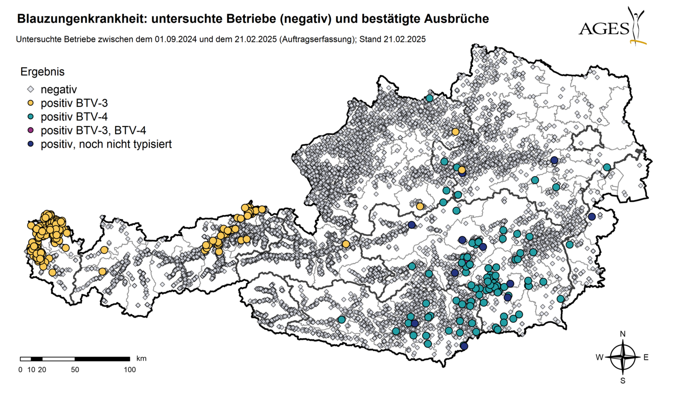 Österreichkarte: Eingezeichnet sind Ausbrüche und Seit dem 01.09.2024 in Österreich untersuchte Betriebe mit negativem Ergebnis (10.128) (Vergrößert das Bild in einem Dialog Fenster)