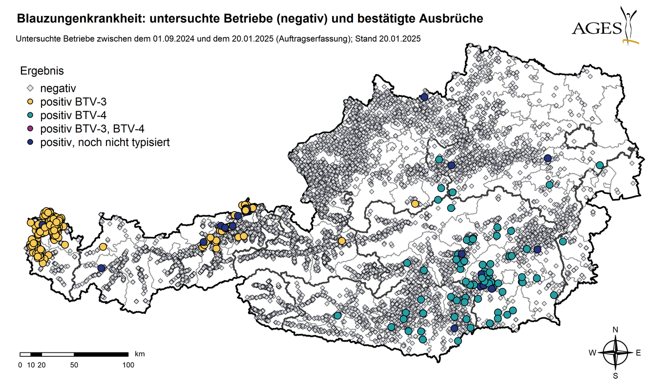 Österreichkarte: Eingezeichnet sind Ausbrüche und Seit dem 01.09.2024 in Österreich untersuchte Betriebe mit negativem Ergebnis (9.799) (Vergrößert das Bild in einem Dialog Fenster)