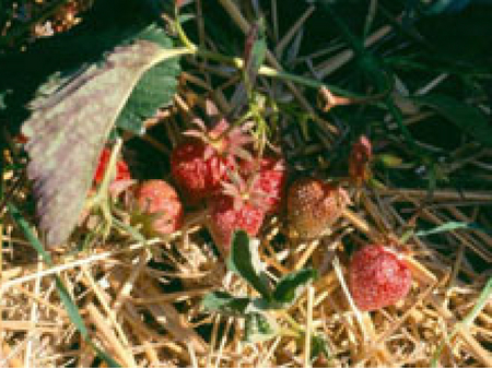 Nahaufnahme einer Erdbeerpflanze mit reifen und unreifen Früchten. Weißer Pilzbelag ist auf den Früchten sichtbar