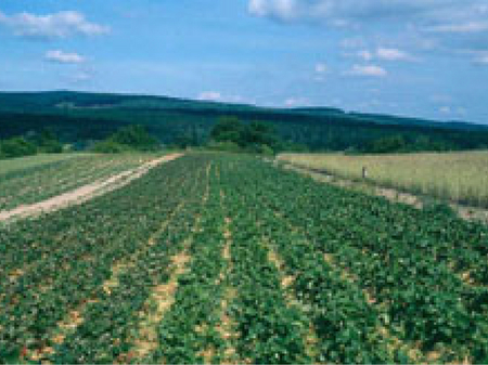 Sortenanfälligkeit. In diesem Erdbeerfeld sind zwei Sorten im Juli nach der Ernte zu sehen. Links die anfällige Sorte ‚Lambada’, rechts die weniger anfällige Sorte ‚Kimberly’.