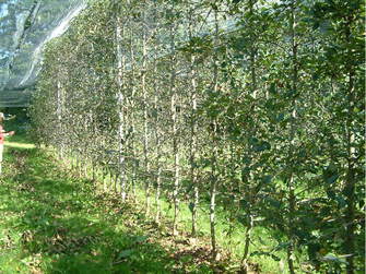 Apfelbaumreihe in der mehr als die Hälfte der Bäume von frühzeitiger Entlaubung betroffen sind.