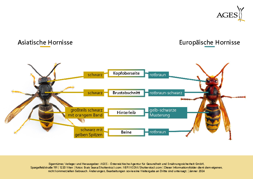 Comparison of Asian hornet and European hornet (Enlarges Image in Dialog Window)