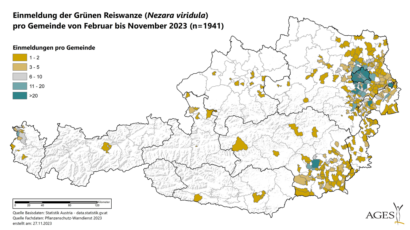 Infografik: Einmeldung der Grünen Reiswanze pro Gemeinde von Februar bis November 2023 (Vergrößert das Bild in einem Dialog Fenster)