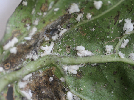 Weiße Wollläuse auf der Blattunterseite von Paprika