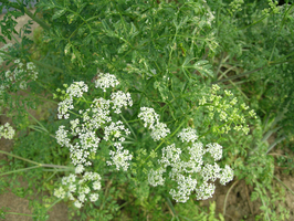 Gefleckter Schierling: Pflanze mit weißen Doldenblüten (Vergrößert das Bild in einem Dialog Fenster)