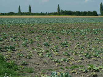 Ein Feld mit stark befallenen Weißkrautpflanzen