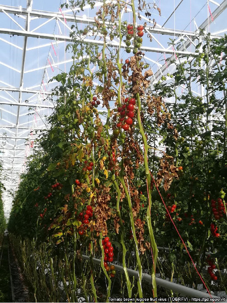 Tomatenpflanzen im Glashaus mit teils abgestorbenen Blättern