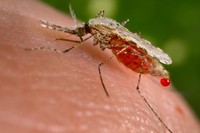 © James Gathany, CDC Image of a fever jelly or malaria mosquito