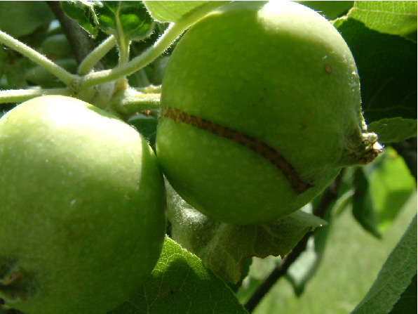 Verkorkter Fraßgang an unreifem Apfel
