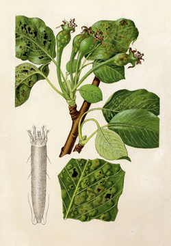 Zeichnung der Birnblattpockenmilbe und des Schadbilds