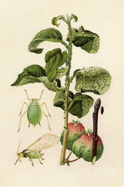 Aquarell von der Grünen Apfelblattlaus (Laus und Schadbild)