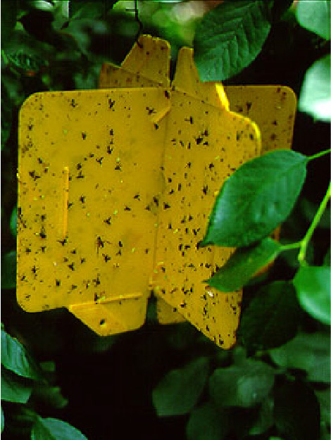 © AGES Gelbtafel (= gelbe Klebefalle) mit abgefangenen Kirschfruchtfliegen an einem Kirschenbaum