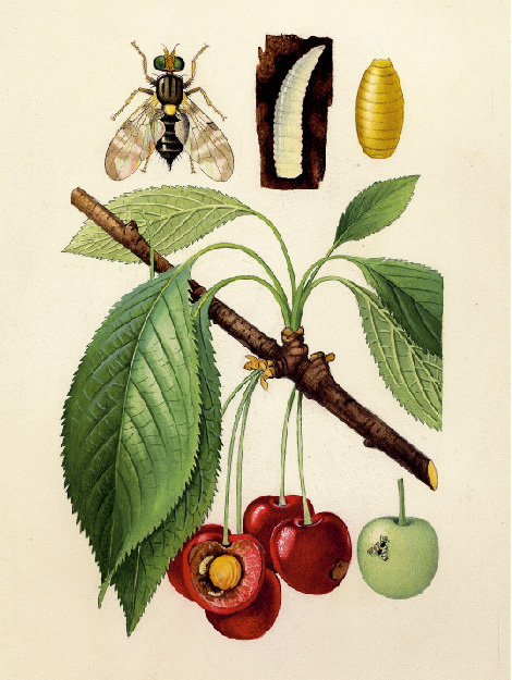 Zeichnung der Fliege, Puppe und Made der Kirschfruchtfliege, sowie Maden in reifen Kirschen