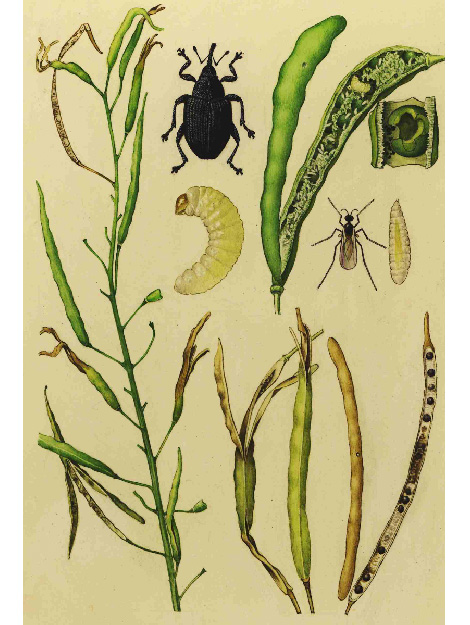 Illustration des Kohlschotenrüsslers und der Kohlschotengallmücke mit Schadbild