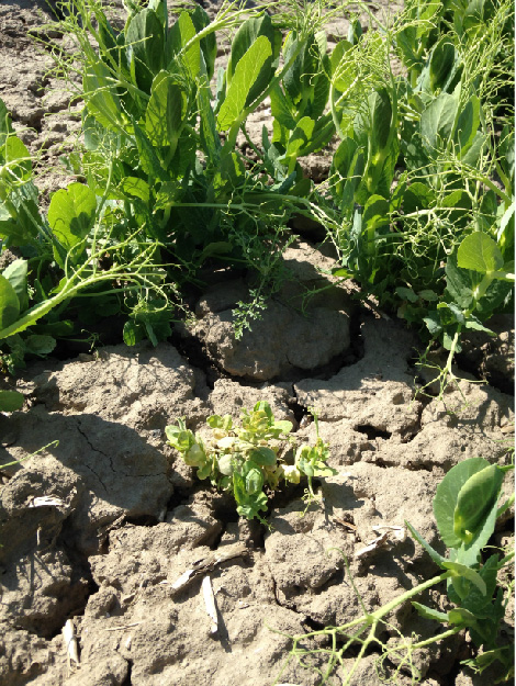 © AGES/Grausgruber-Gröger Winterackererbsen am Feld. Vorne steht eine erkrankte, deutlich kleinere und gelbliche Winterackererbse, hinten eine gesunde Erbsenpflanze