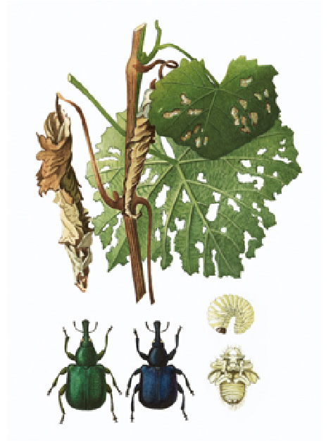 Blätter mit Löchern und angefressenen Rändern, die Blätter sind im Wickel bräunlich gefärbt und eingerollt. Der Käfer in grün und in blau. Die Larve ist weiß mit dunklem Kopf. 