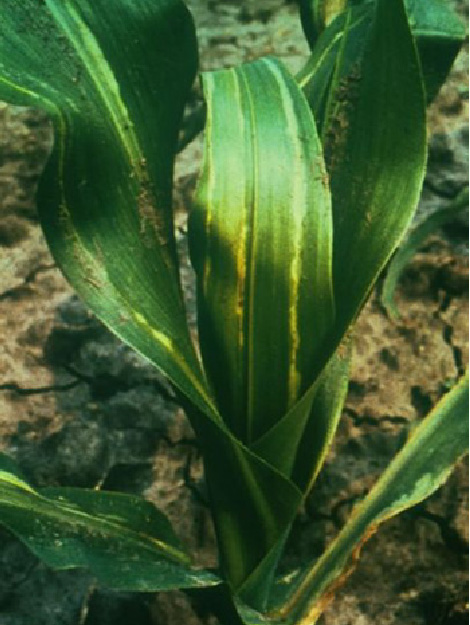 Blätter einer jungen Maispflanze mit gelben und braunen Streifen, die von Stewart’s Bakterienwelke verursacht werden