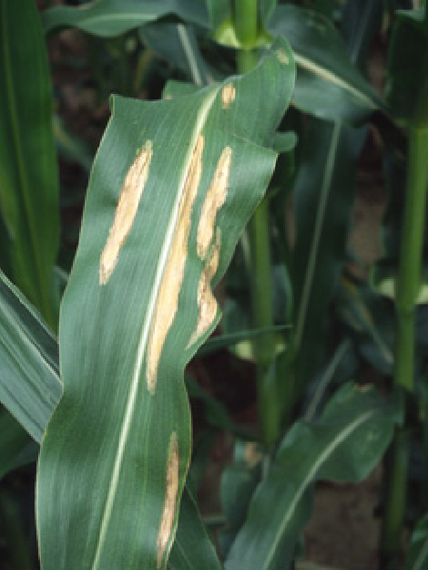bräunliche Flecken auf Maisblatt als erstes Anzeichen der Turcicum-Blattfleckenkrankheit