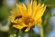 © AGES/Gansberger Honey bee at a silphium flower