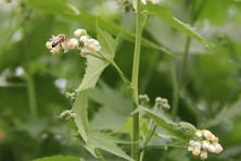 A bee on the inflorescence of Sida hermaphrodita (L.) Rusby