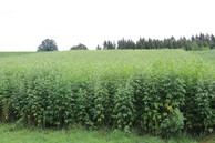 Sida stand in the second year of vegetation at the beginning of flowering.