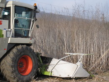 Harvesting of the Sida stand with a forage harvester