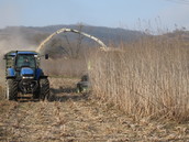 Sida harvesting with a forage harvester; row-independent cutting unit