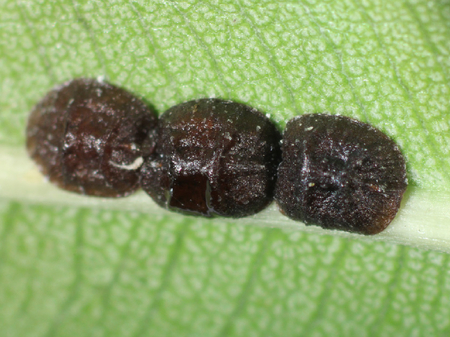 Drei Napfschildläuse auf einem Oleanderblatt
