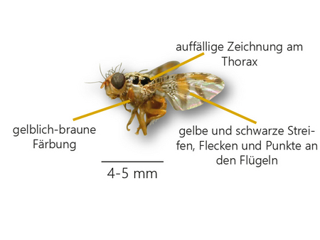 © AGES/Seitner Darstellung des Aussehens der Mittelmeerfruchtfliege