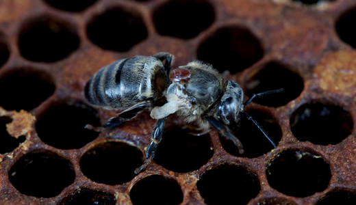 Mit dem Flügelverkrüppelungsvirus (DWV) infizierte Honigbiene: Biene mit Varroamilbe und Flügelstummeln als DWV-Symptom. (Vergrößert das Bild in einem Dialog Fenster)