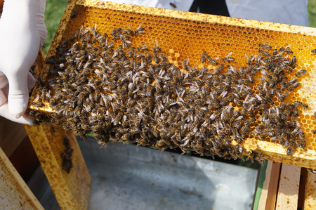 The bees of each sample colony are carefully examined for signs of diseases and parasites. (Enlarges Image in Dialog Window)