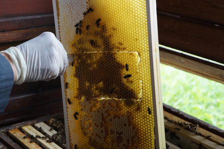 A portion of the stored pollen - called bee bread - is taken from each sample colony. The bee bread of selected colonies will be analyzed for pesticide residues after overwintering. (Enlarges Image in Dialog Window)