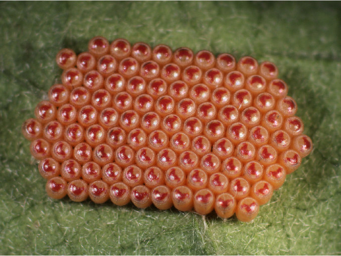 Reifes oranges Eigelege der Grünen Reiswanze auf einem Blatt