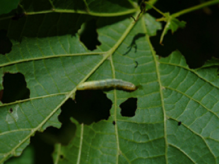 © AGES/Lethmayer hellgrüne Raupe auf einem Blatt mit Fraßlöchern