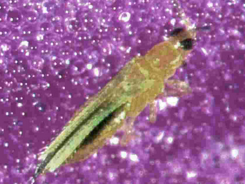 © AGES/Kahrer Erwachsener Thrips auf einem violetten Orchideenblatt