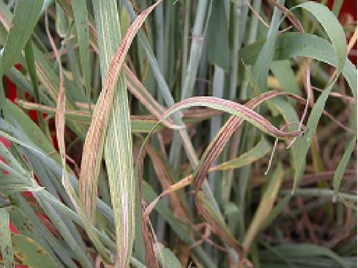 braune Streifen auf den Blättern einer Gerstenpflanze im Bestand