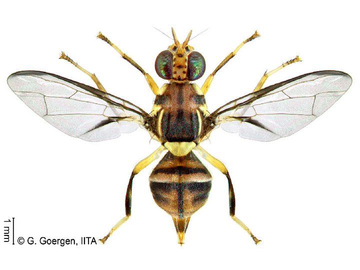 © G. Goergen, IITA Orientalische Fruchtfliege, Ansicht von oben