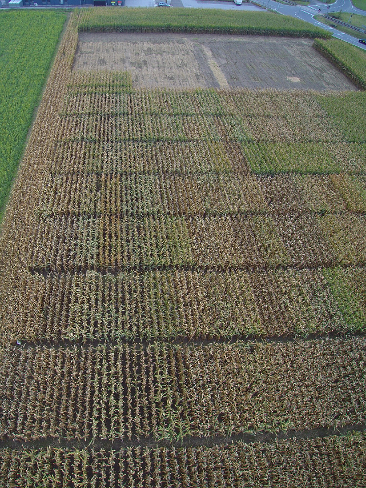 © Nikolaus Mohrenschild Verschiedene Maissorten auf einem Feld