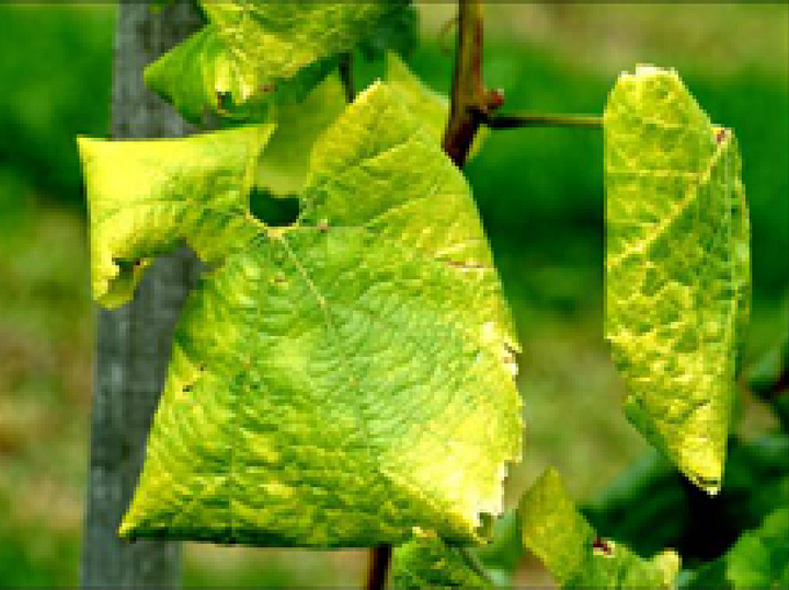 Blätter einer Rebe mit teilweiser gelber Färbung, die Ränder sind nach unten gerollt. 