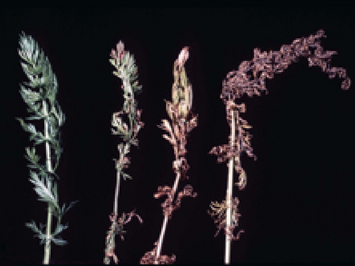 Triebe des Kümmels in verschiedenen Stadien des Befalls. Symptome reichen von einzelnen braunen Stellen bis hin zu verwelkten Pflanzen.