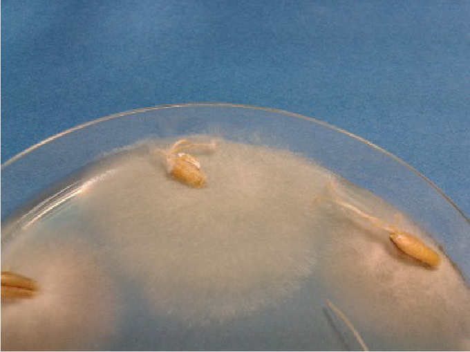 Mit Schneeschimmel befallene Weizenkörner in einer Petrischale. Das Myzel ist reinweiß und befällt Wurzeln und Spross.