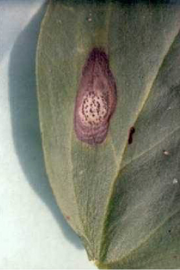 Ackerbohnenblatt mit dunkelbraunem Fleck, der im Zentrum dunkle Frucktkörper aufweist