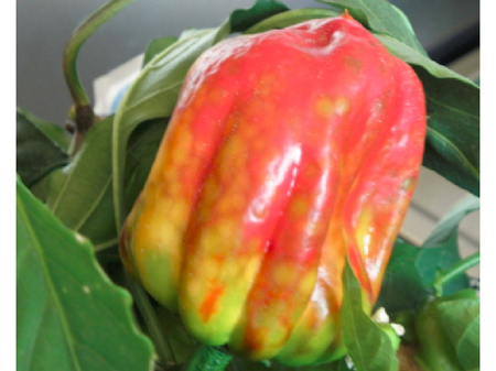 Nahaufnahme einer roten Paprikafrucht mit fleckenartigen gelbbraunen Verfärbungen