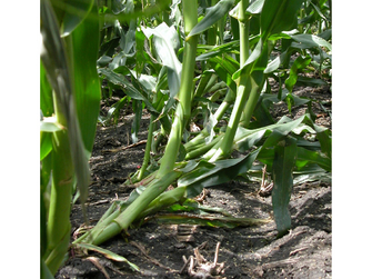 Umgeknickte Maispflanze im Feld