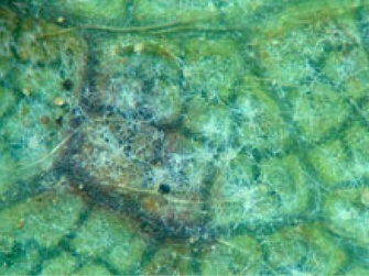 Mikroskopische Aufnahme eines befallenen Erdbeerblatts. Kleine schwarze und weiß-gelbliche Punkte als Fruchtkörper des Pilzes auf einem grünen Blatt